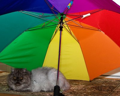 Under my Umbrella