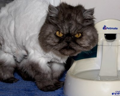 Smokey's haircut
