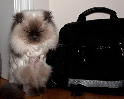 Cat & Camera Bag