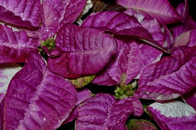 Fantasy Pink Poinsettia