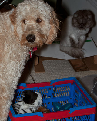 Animals & their boxes