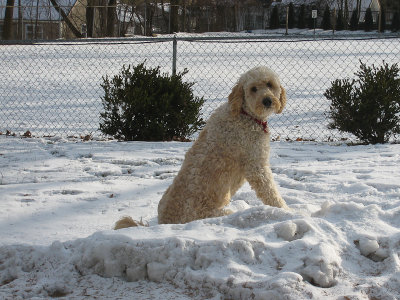 Snow cold Teddy