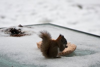 Squirrels like Rice Krispies!