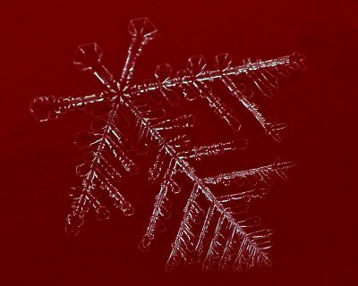 Frosticle
