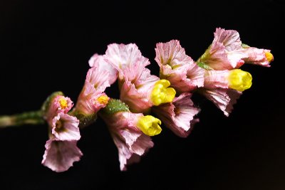 Pink Statice flower