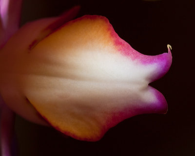 In an orchid