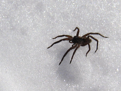Spider walking on snow