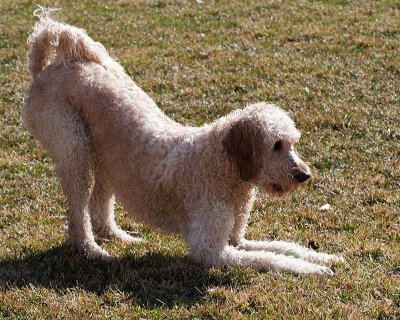 Teddy wet & curly, ready to play