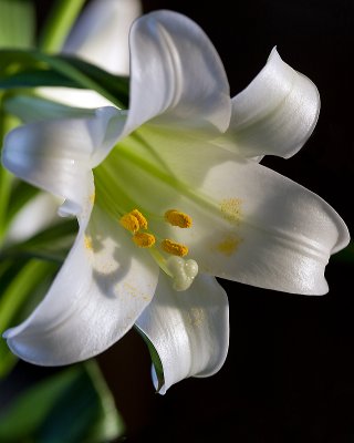 Sunlight on Easter Lily