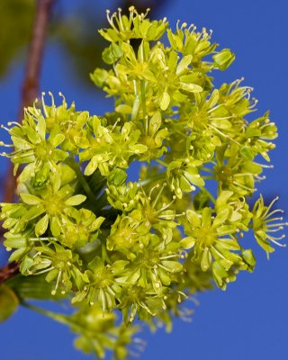 Maple tree flower
