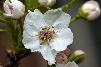 Blossoming