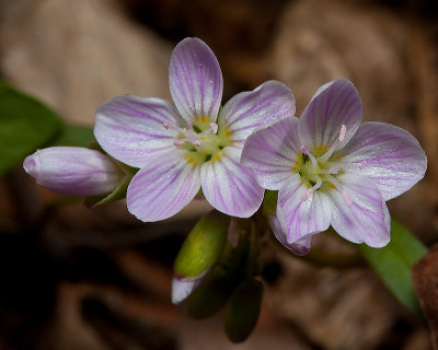 Spring Beauty emerges from leaf litter