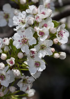 Blossom for Mary in Madison