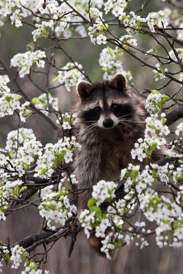 Raccoon in blossom