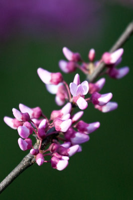 Redbud shot one-handed