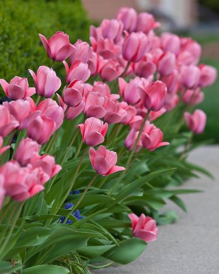 Pink Tulip Path