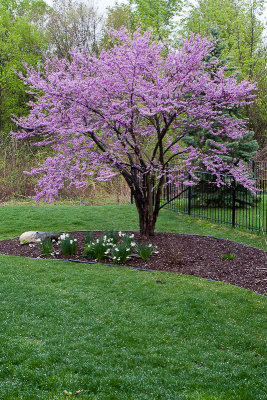 Redbud in bloom