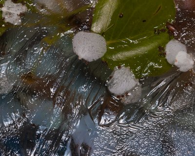 April Ice