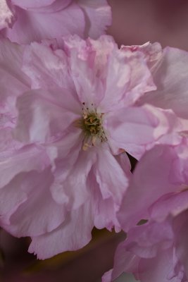 Delicate pink blossom