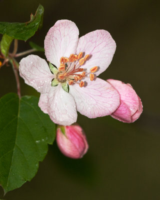 Wild pink blossom