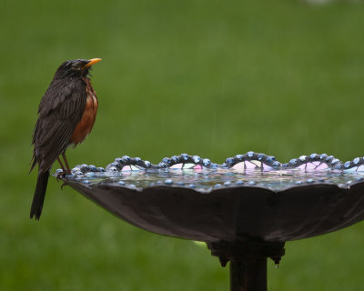 Robin in the Rain
