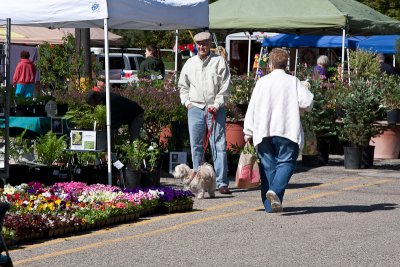 Dogs enjoy the market