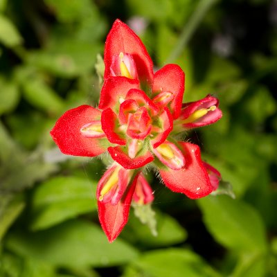 Texas wildflower