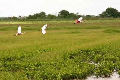 Roseate Spoonbills