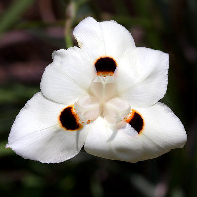 White mystery flower