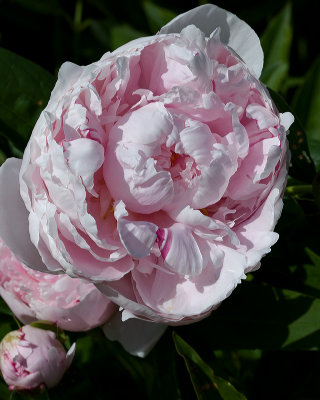 Birthday Peony