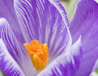 Lucky crocus