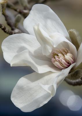 Magnolia opening
