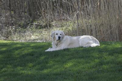 Leo resting in the shade