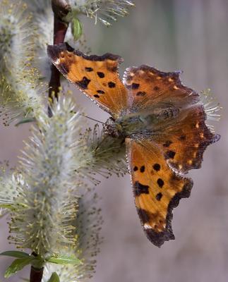 Butterfly on pussy willow
