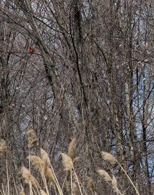 A bright spot