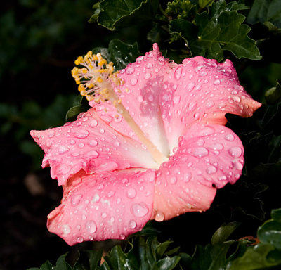 Raindrops on Hibiscus