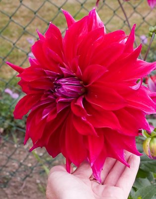 Giant dahlia