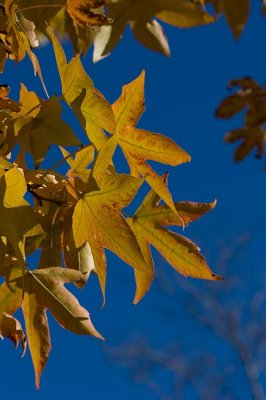 Liquidambar