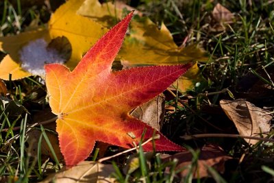 Liquidambar leaf