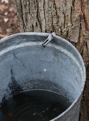 Tree tapping