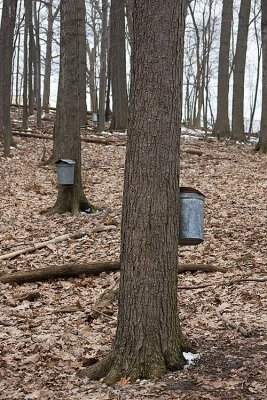 Trees with collecting buckets