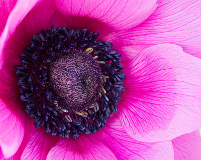 Anemone