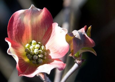 Dogwood 2