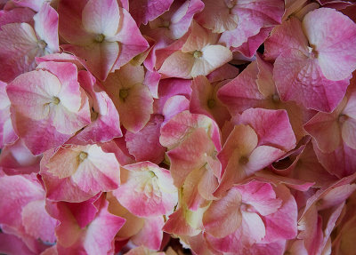 Pink & white hydrangea