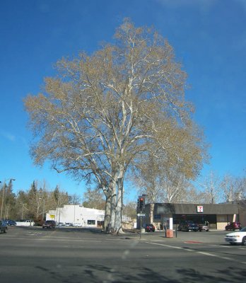 Chico tree