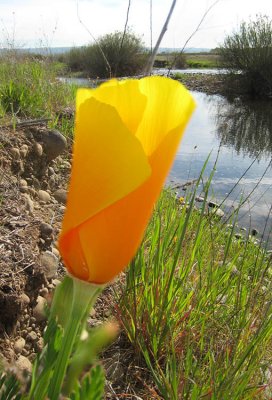 California poppy