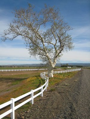 White fence & tree