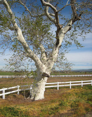 White tree & fence
