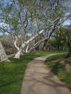 White trees over path