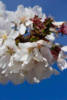 Blossom & blue sky